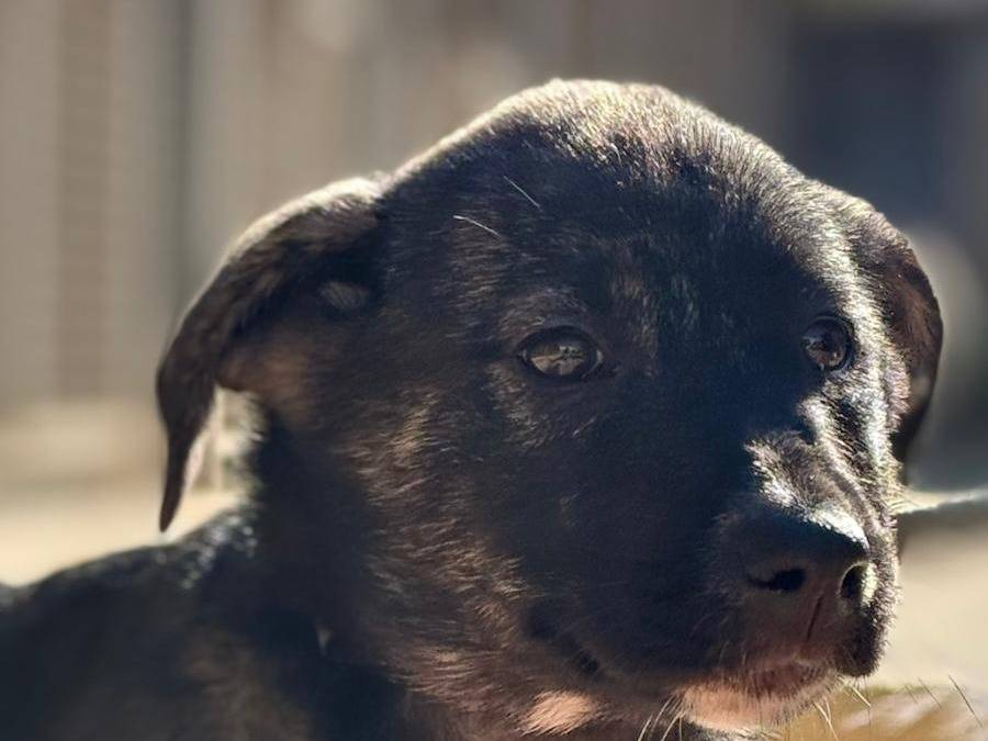 Adozione cane, femmina, Razza sconosciuta Razza sconosciuta, 3 mesi, taglia media, Trapani