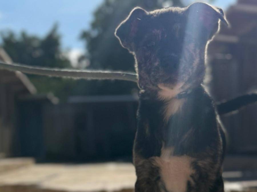 Adotta un cane, femmina, 3 mesi, Trapani