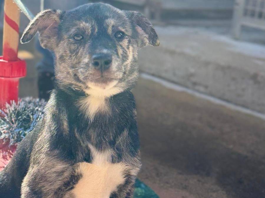 Adotta un cane, taglia media, femmina, Trapani