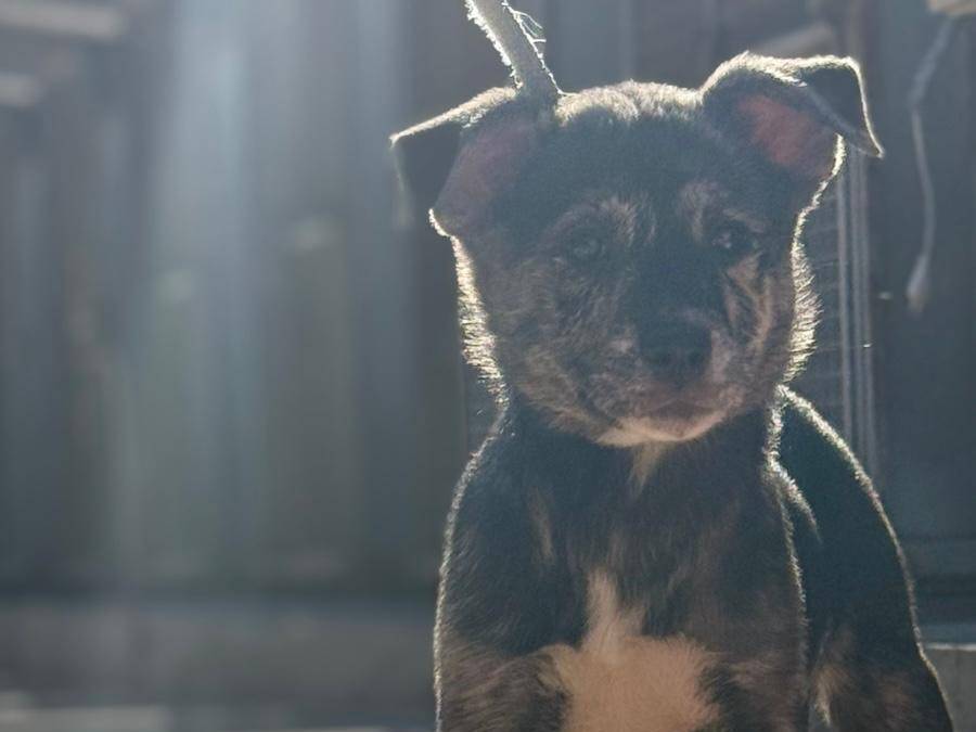 Vuoi adottare un cane a Trapani?