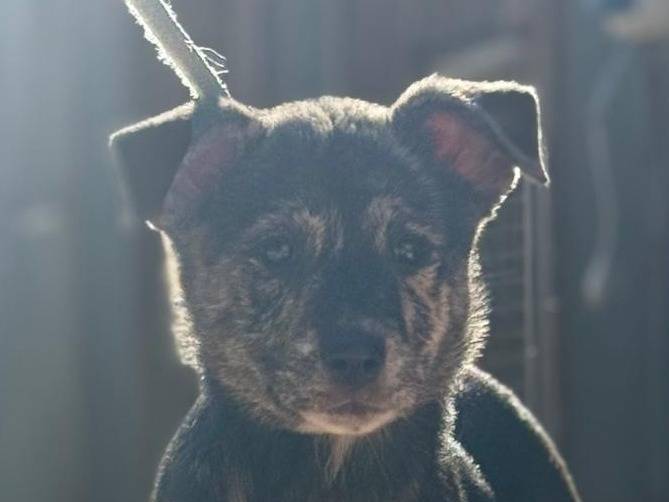 Adotta il cane molly a Trapani