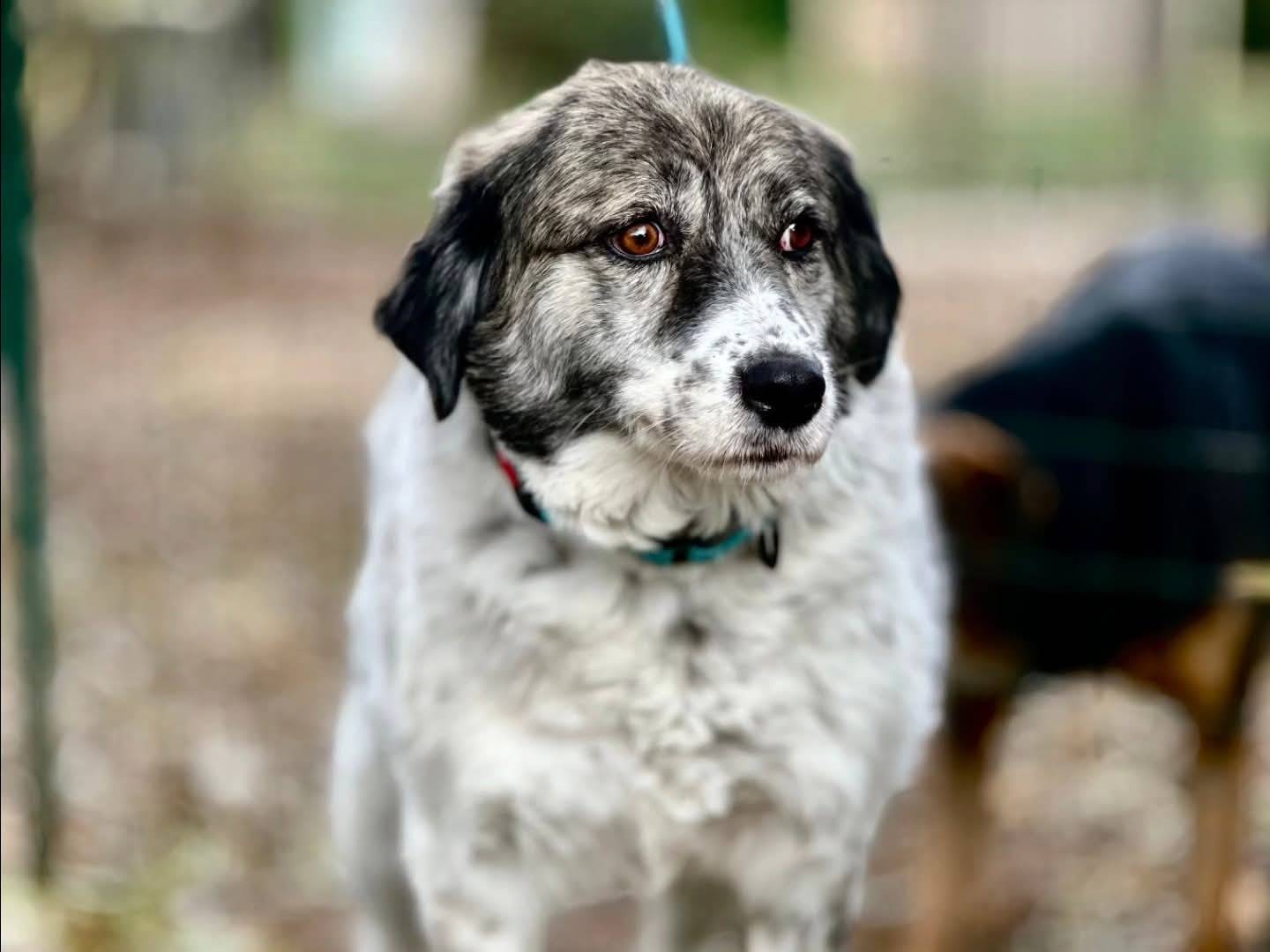 Adozione cane, femmina, Razza sconosciuta Razza sconosciuta, 4 anni e 9 mesi, taglia media, Torino