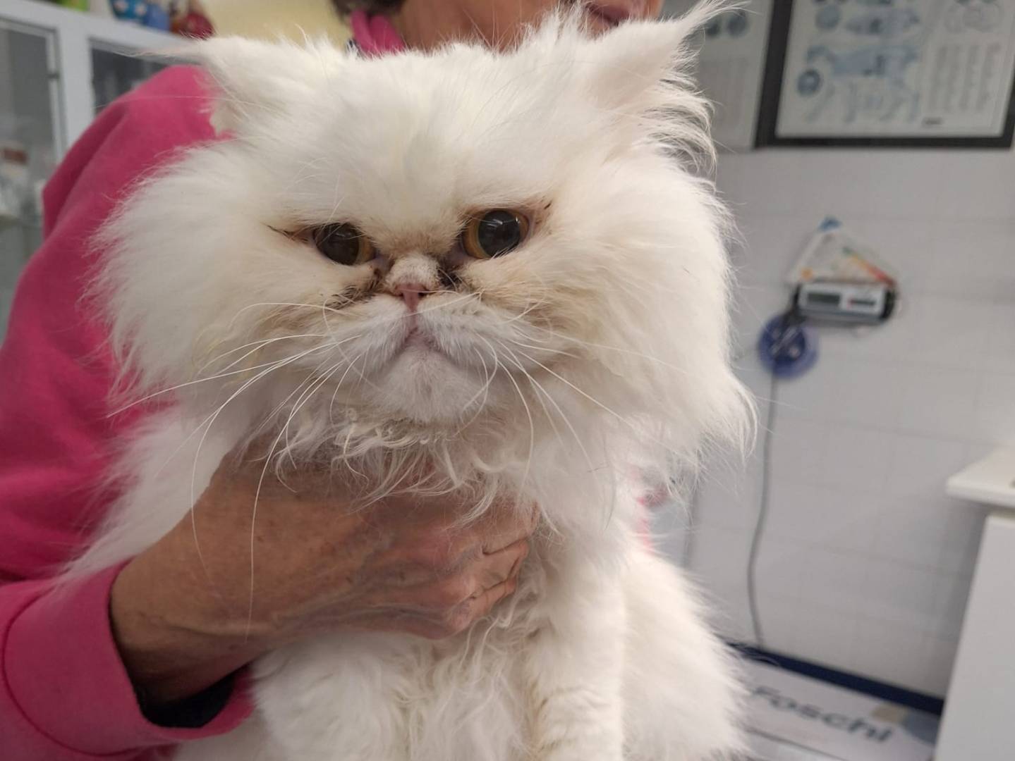 Adozione gatto, femmina, Asian Razza sconosciuta, 9 mesi, taglia non valida, Viterbo