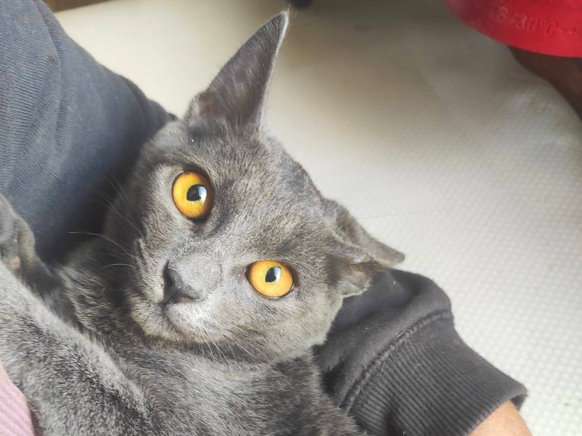 Adozione gatto, femmina, Razza sconosciuta Razza sconosciuta, 4 mesi, taglia non valida, Cremona