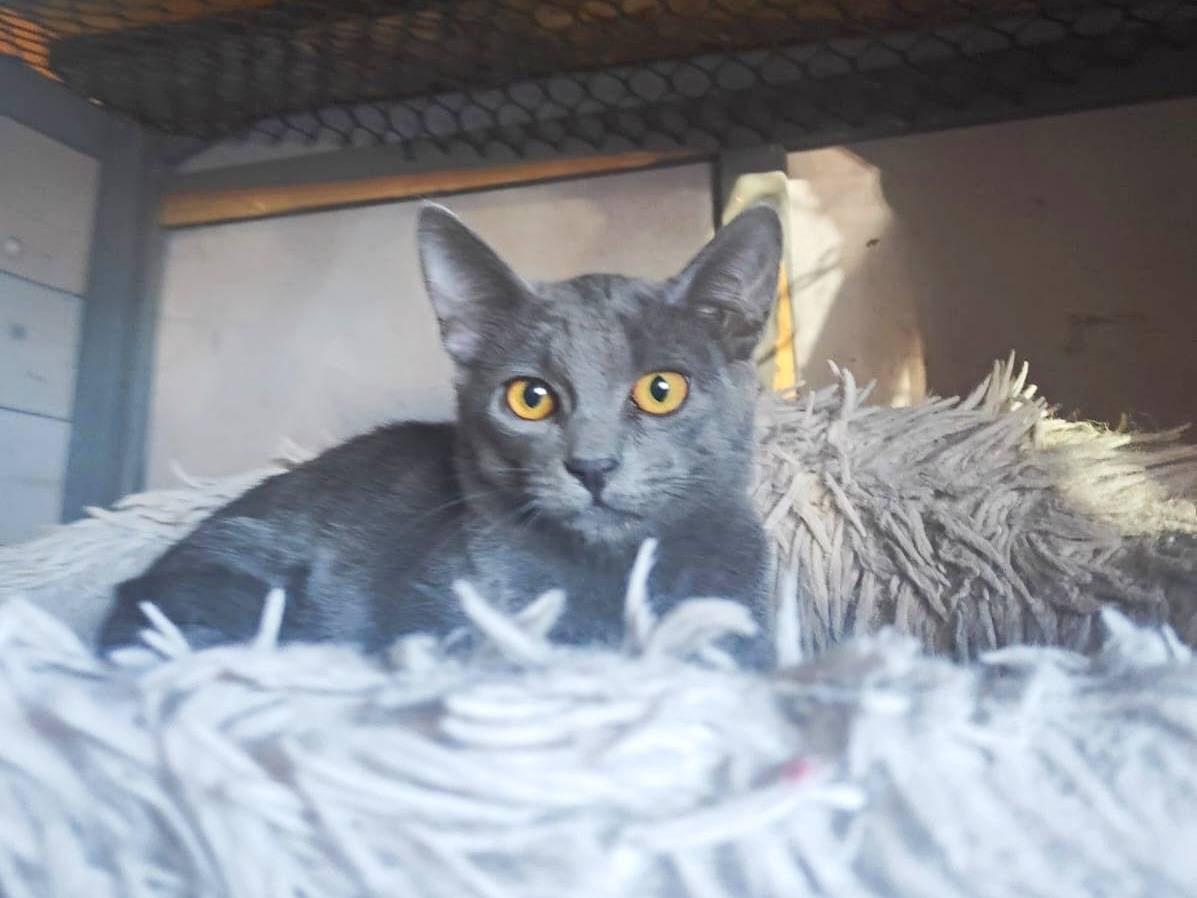 Adotta un gatto, femmina, 4 mesi, Cremona