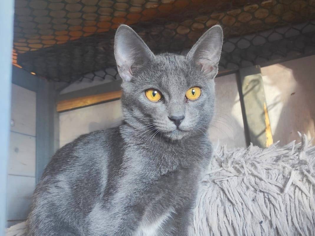 Adotta un gatto, taglia non valida, femmina, Cremona