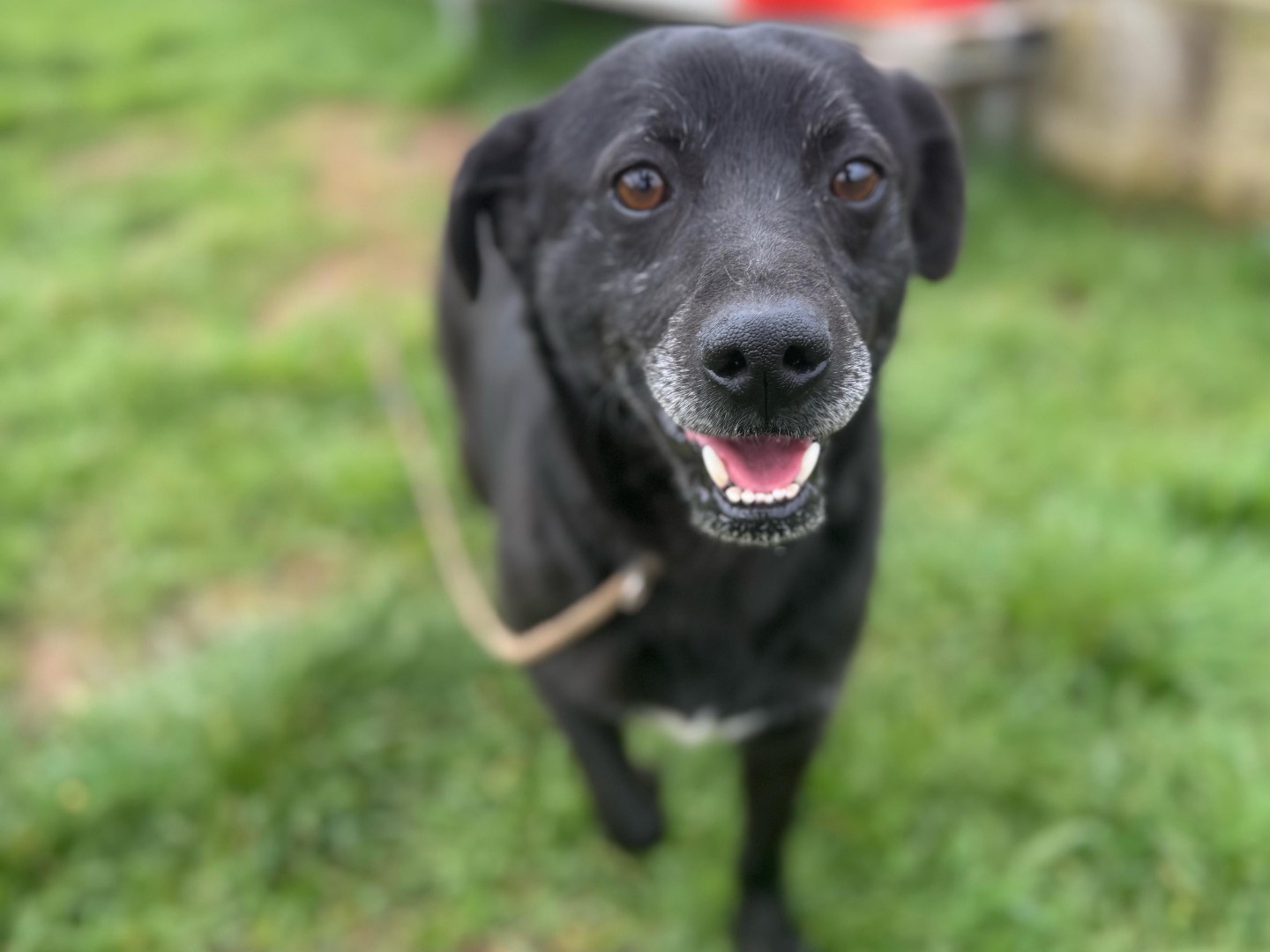 Adozione cane, maschio, Razza sconosciuta Razza sconosciuta, 5 anni e 2 mesi, taglia media contenuta, Frosinone