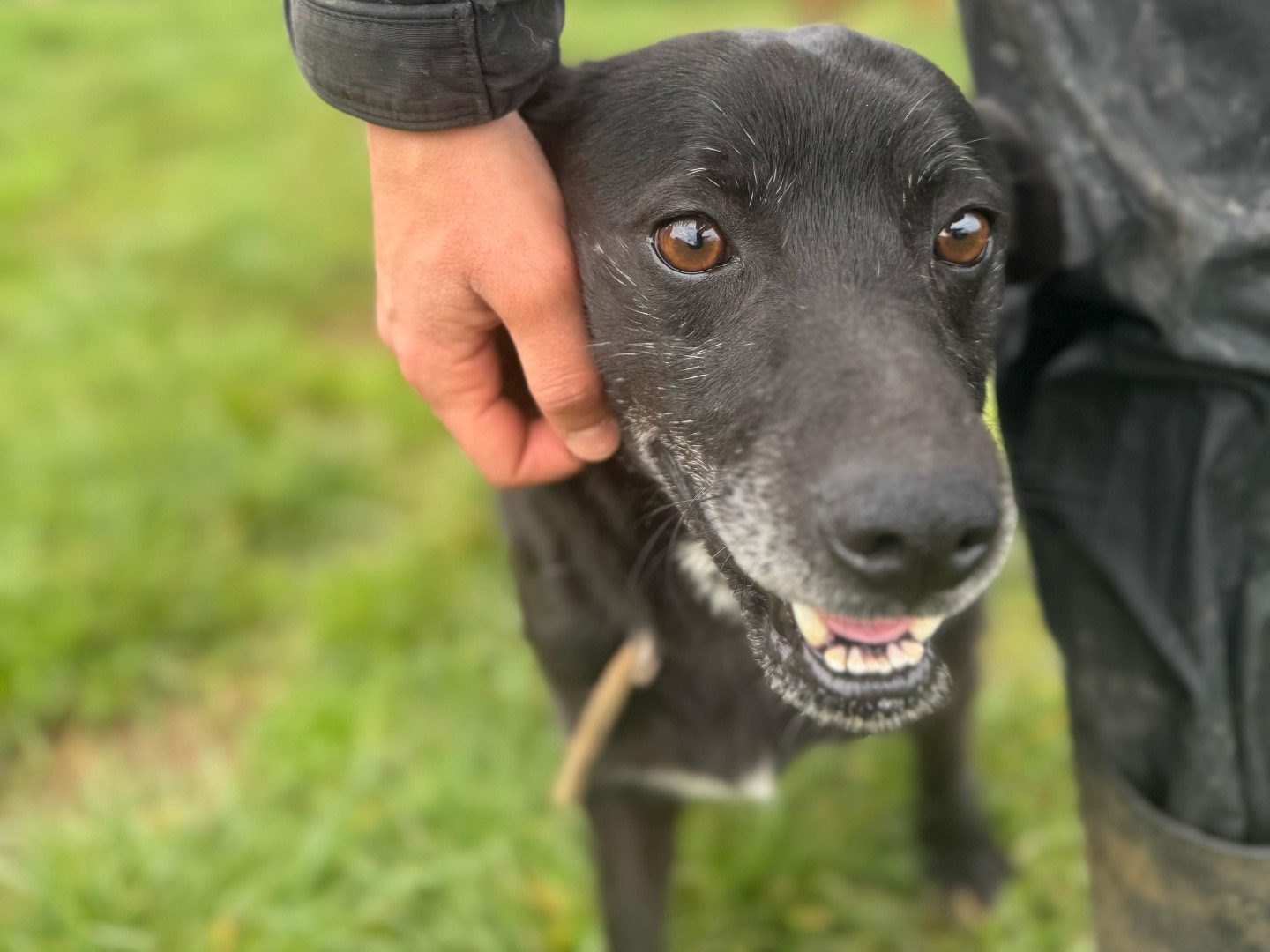 Adotta un cane, maschio, 5 anni e 2 mesi, Frosinone