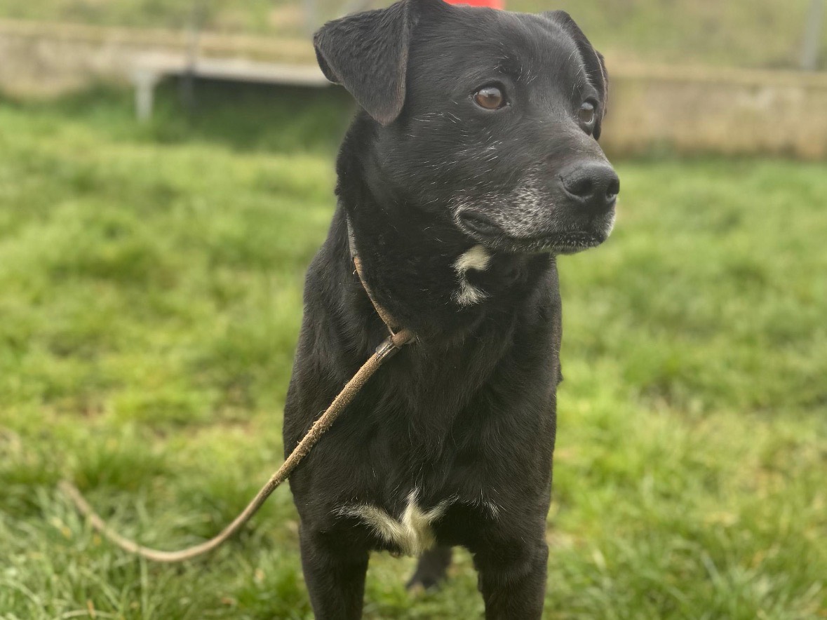 Adotta un cane, taglia media contenuta, maschio, Frosinone