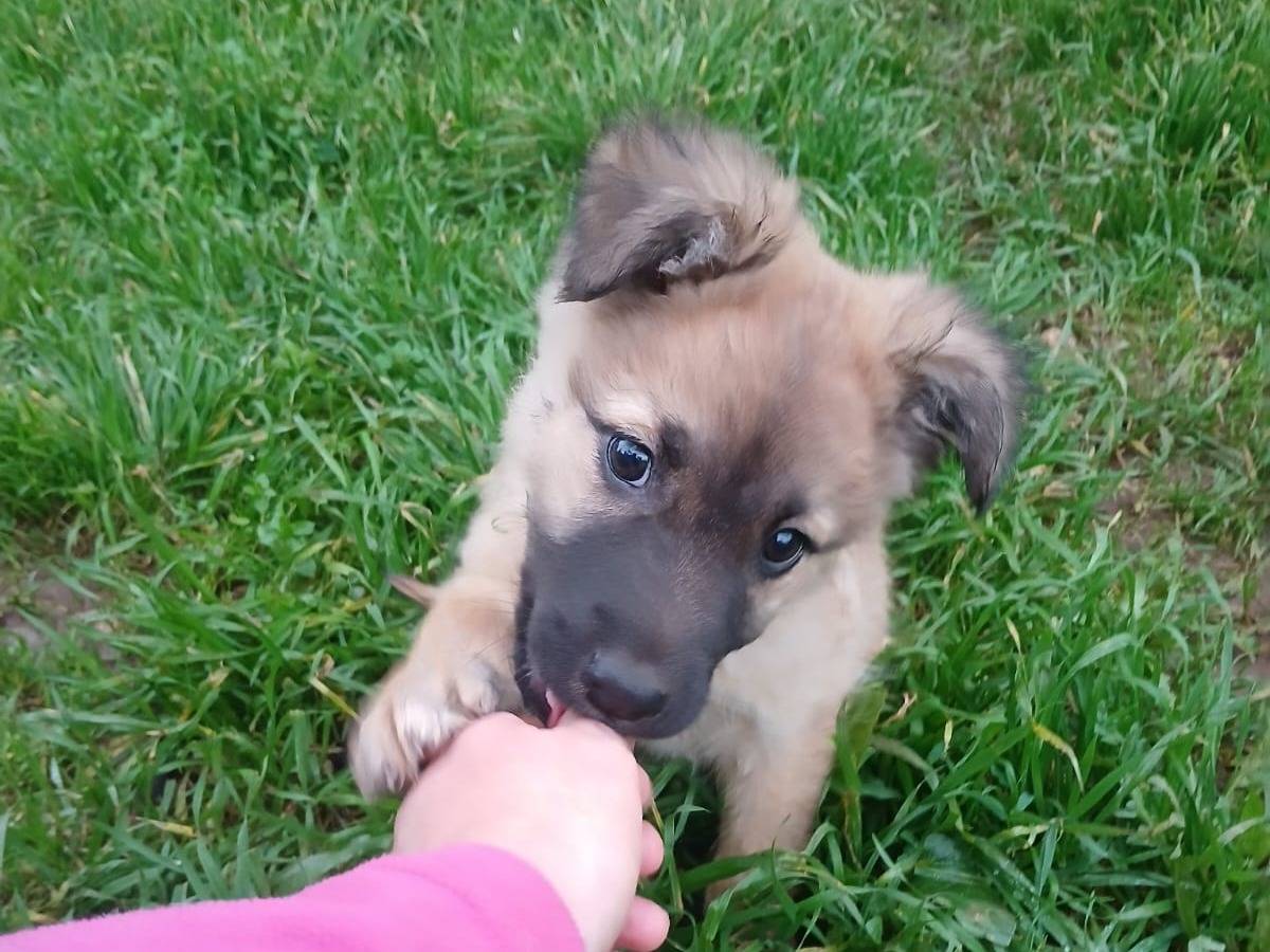 Vuoi adottare un cane a Bari?