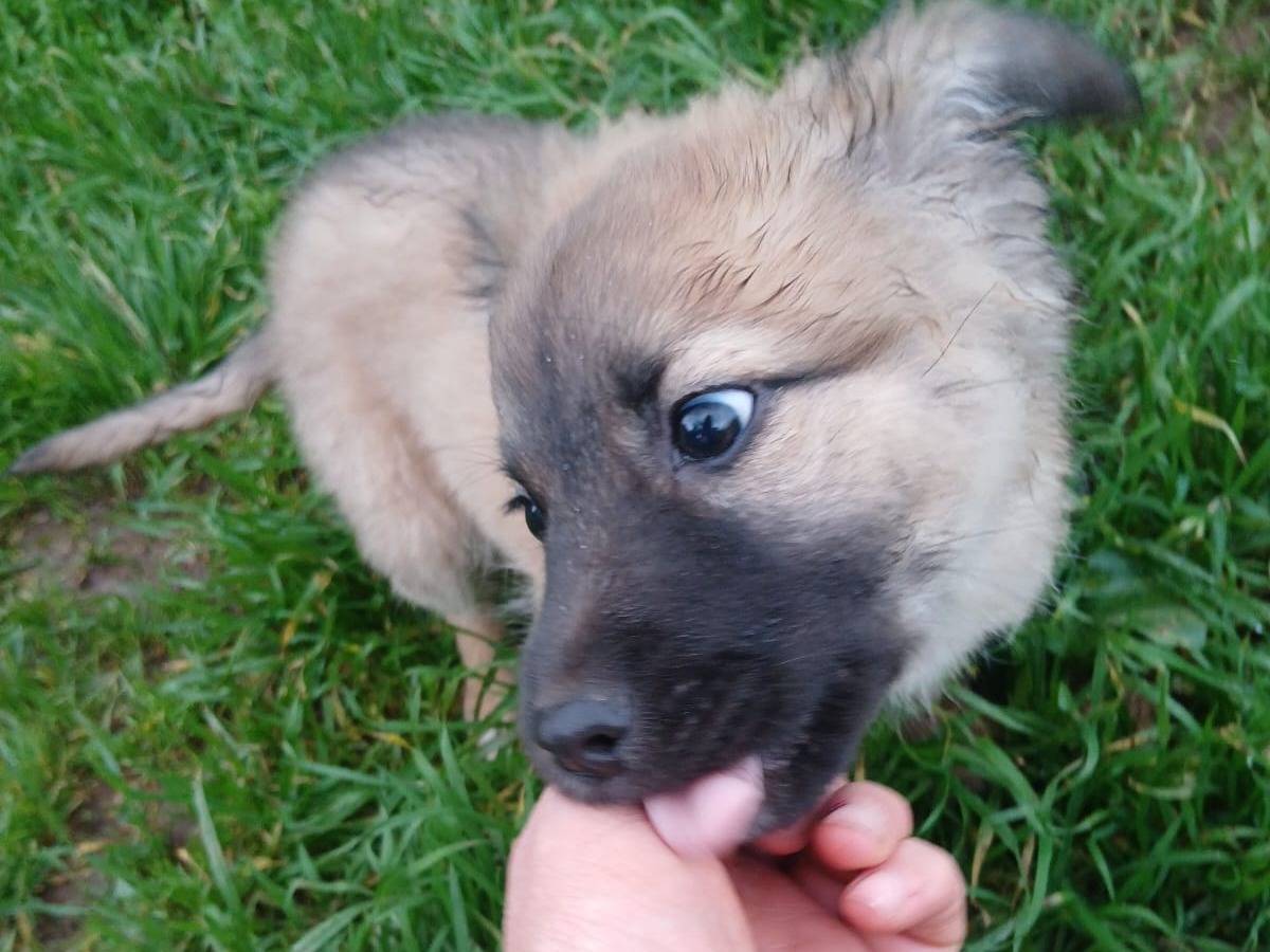 Adotta il cane Mey a Bari