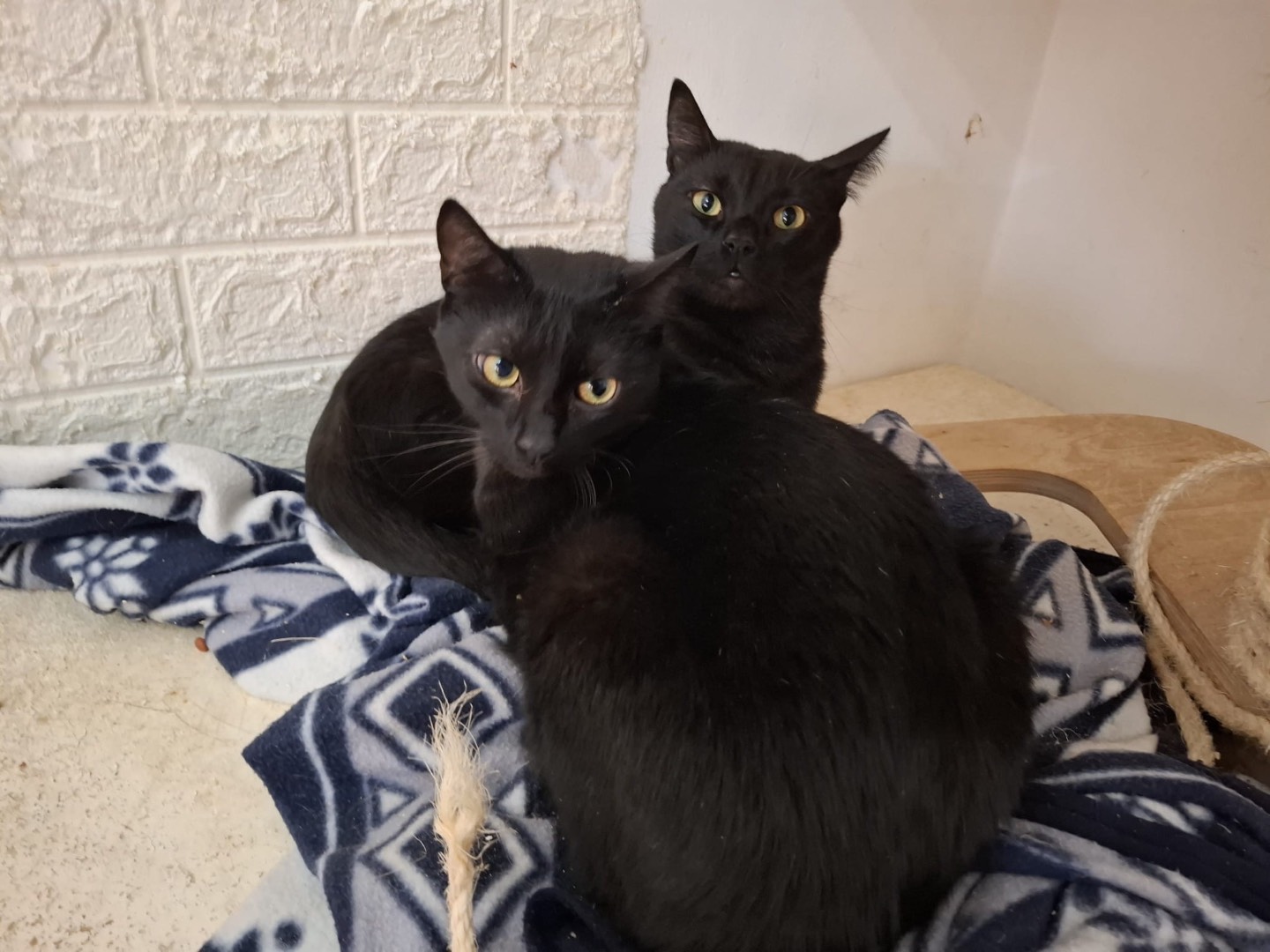 Adotta un gatto, maschio, 3 anni e 4 mesi, Potenza