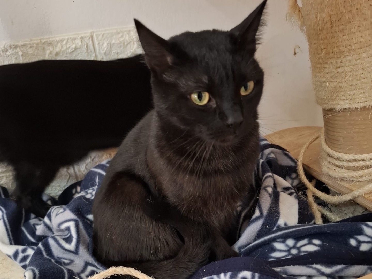 Adotta un gatto, taglia non valida, maschio, Potenza