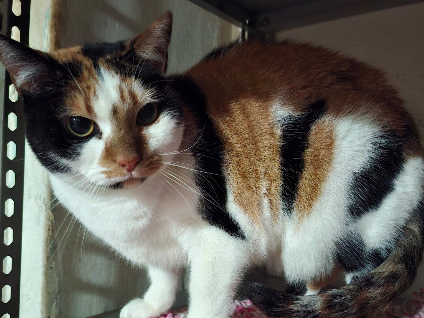 Vuoi adottare un gatto a Potenza?