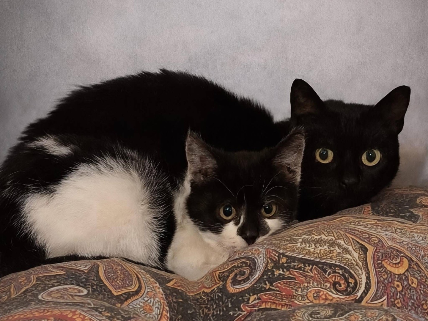 Adozione gatto, femmina, Razza sconosciuta Razza sconosciuta, 1 anno e 6 mesi, taglia non valida, Potenza