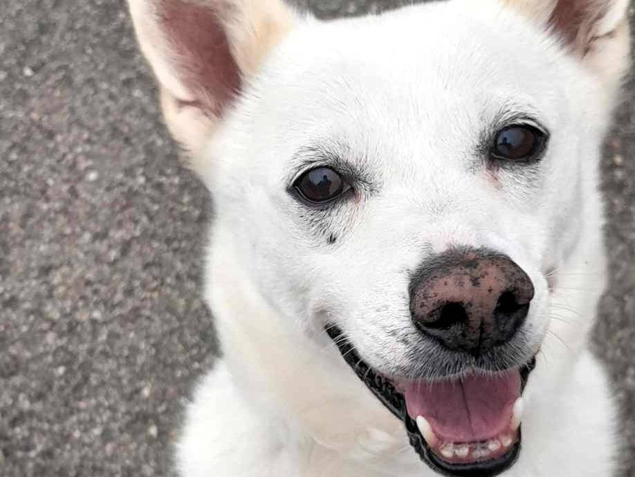 Adozione cane, maschio, Razza sconosciuta Razza sconosciuta, 12 anni e 11 mesi, taglia media contenuta, Milano