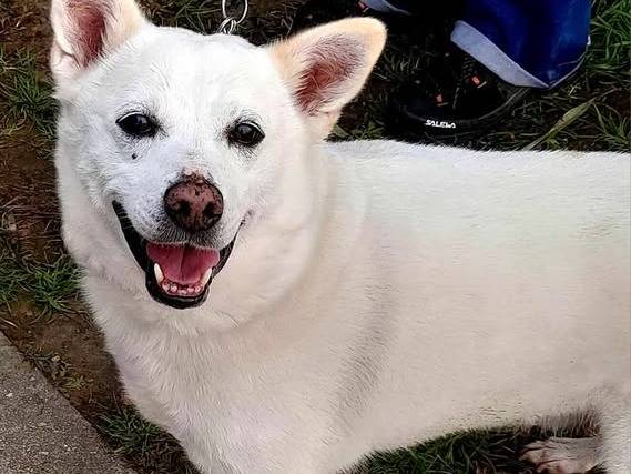 Adotta un cane, maschio, 12 anni e 11 mesi, Milano