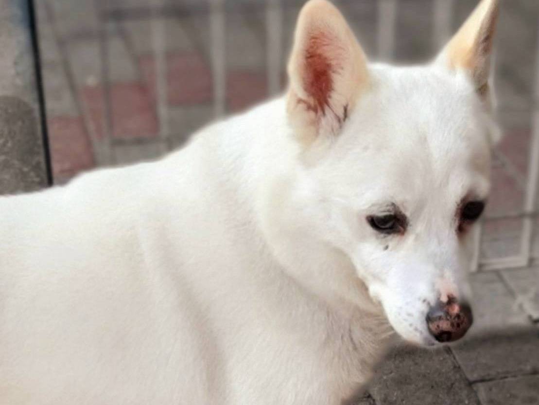 Vuoi adottare un cane a Milano?