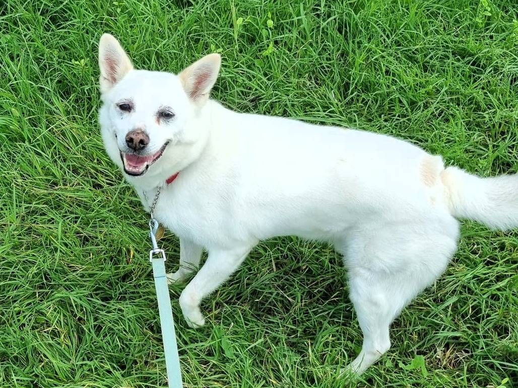 Adotta il cane FOX a Milano