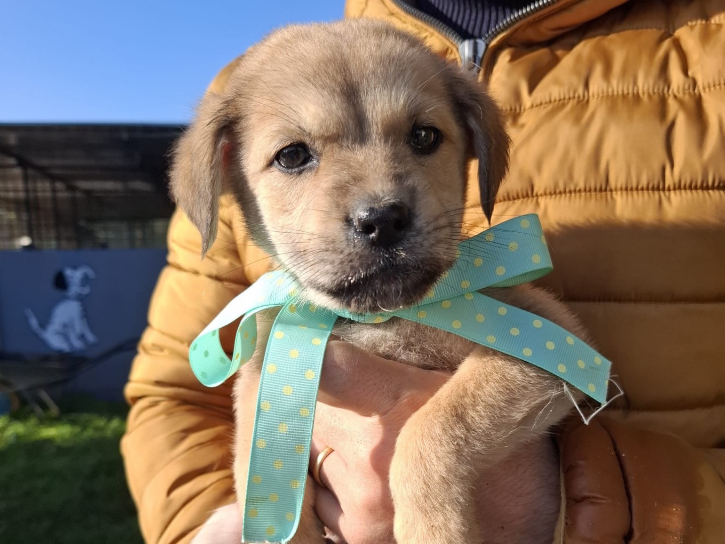 Adozione cane, maschio, Razza sconosciuta Razza sconosciuta, 3 mesi, taglia media, Foggia