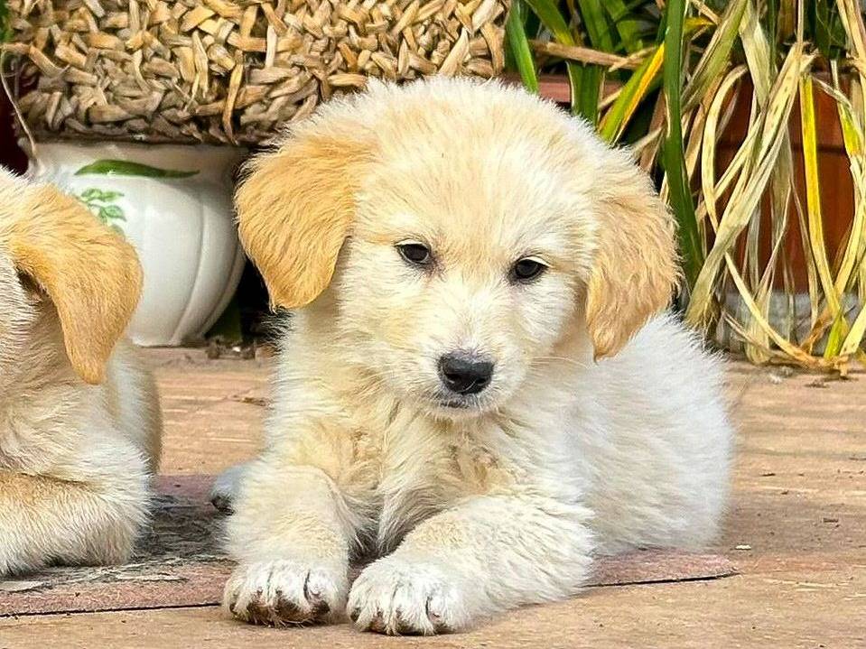 Adozione cane, femmina, Razza sconosciuta Razza sconosciuta, 2 mesi, taglia media, Crotone