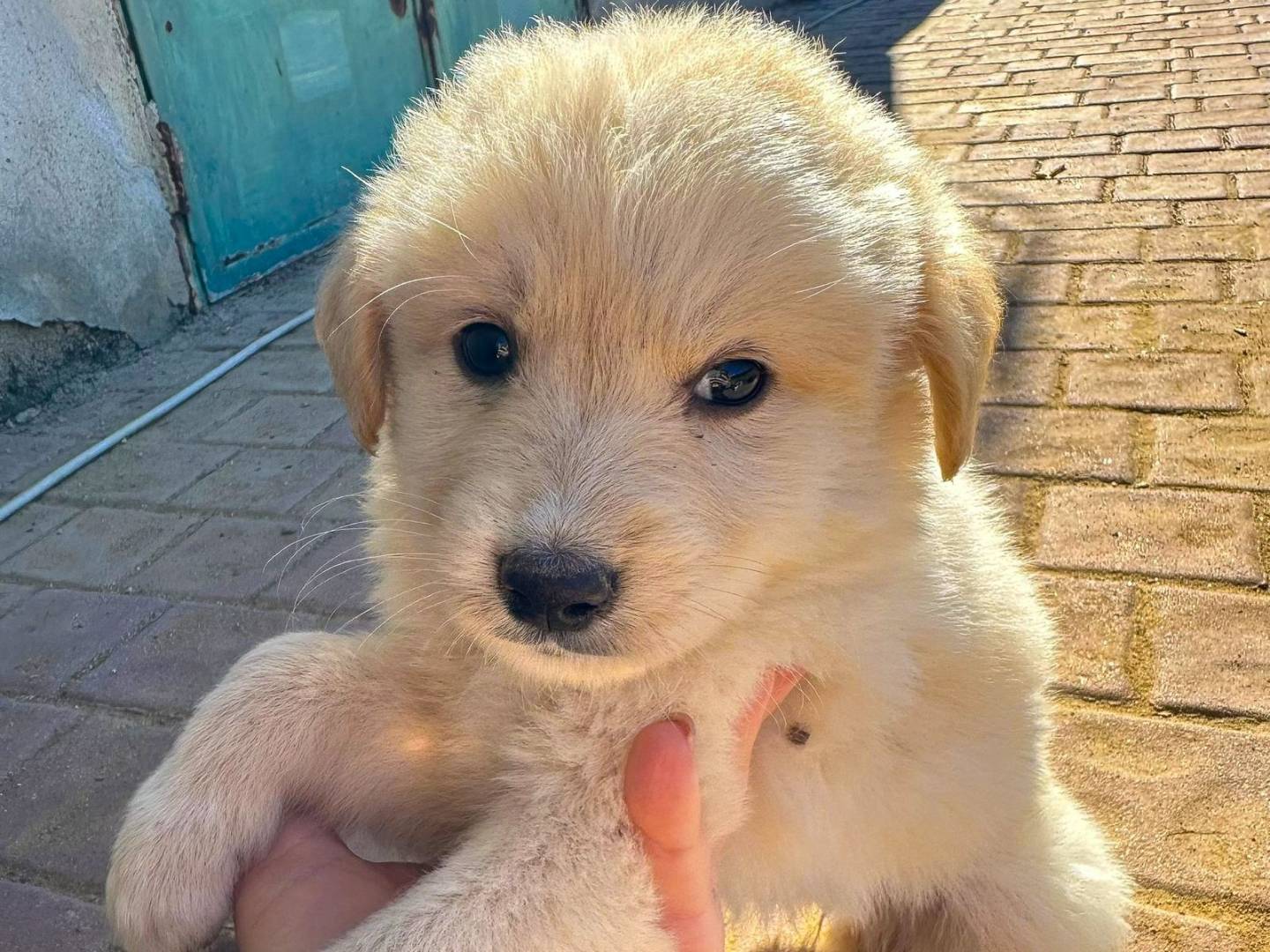 Adotta un cane, femmina, 2 mesi, Crotone