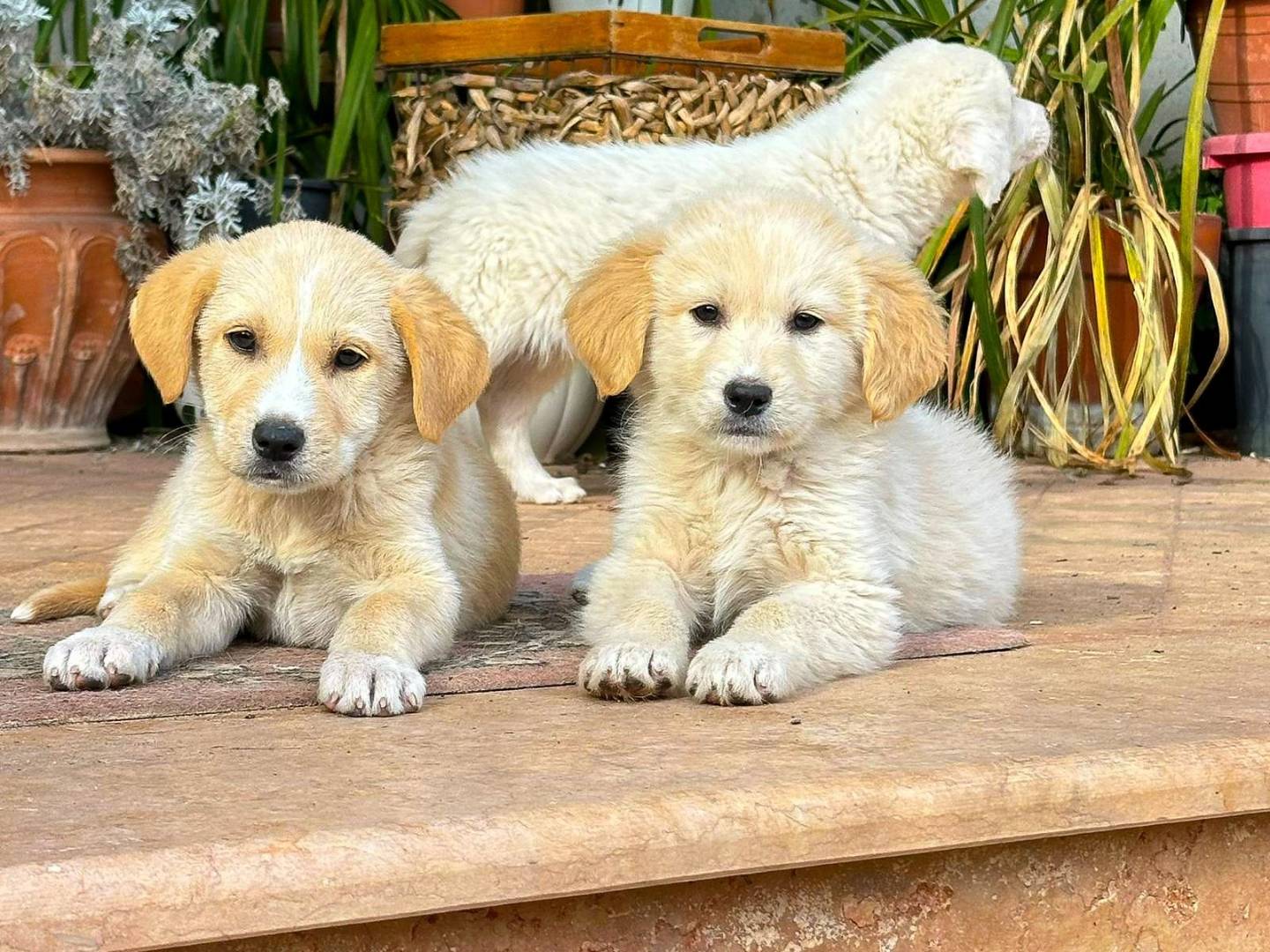 Adotta un cane, taglia media, femmina, Crotone