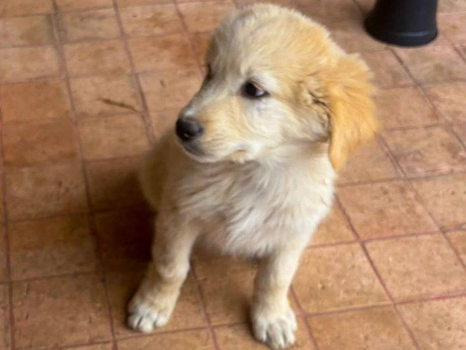 Vuoi adottare un cane a Crotone?