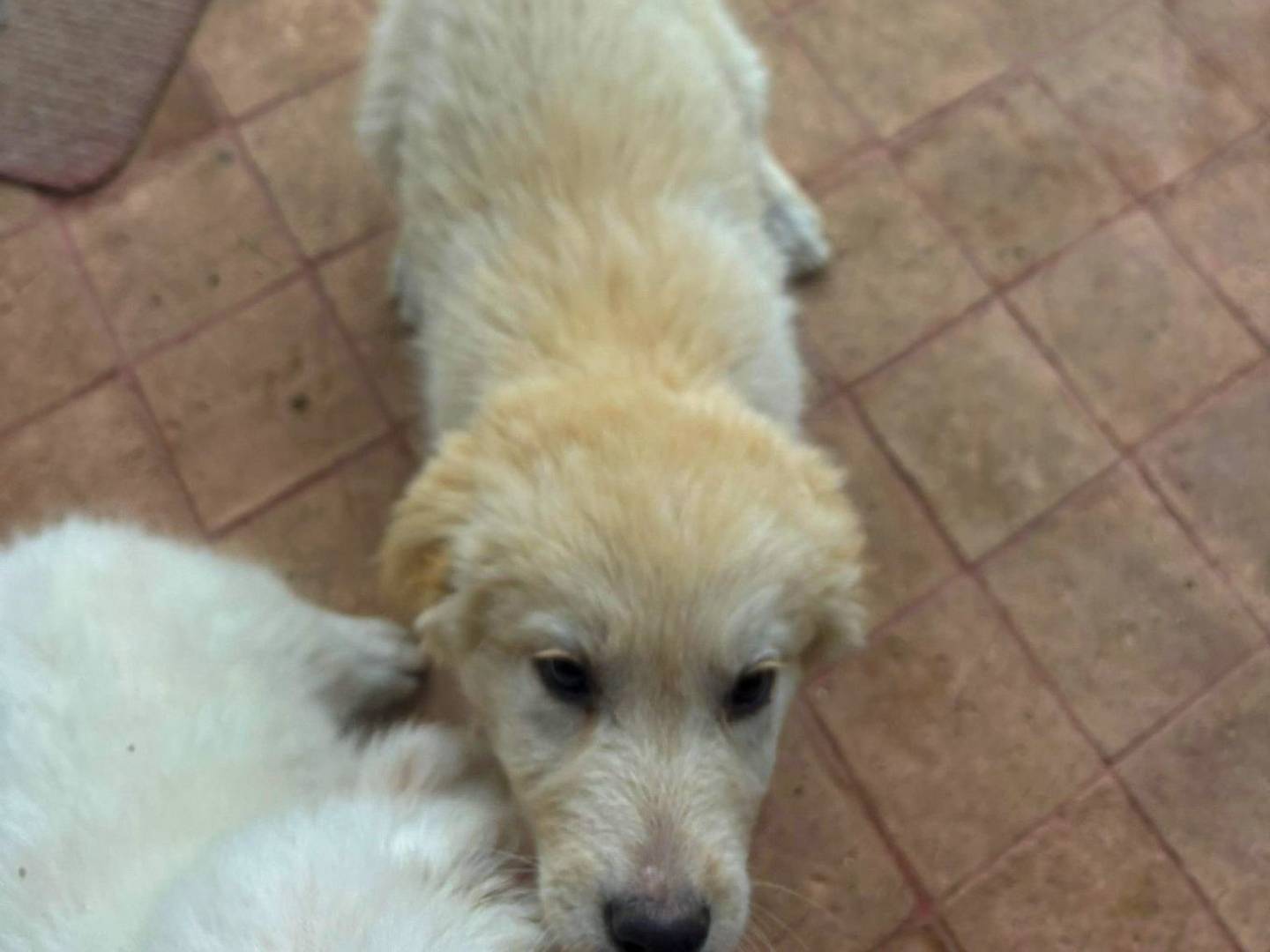 Adotta il cane Shiva a Crotone