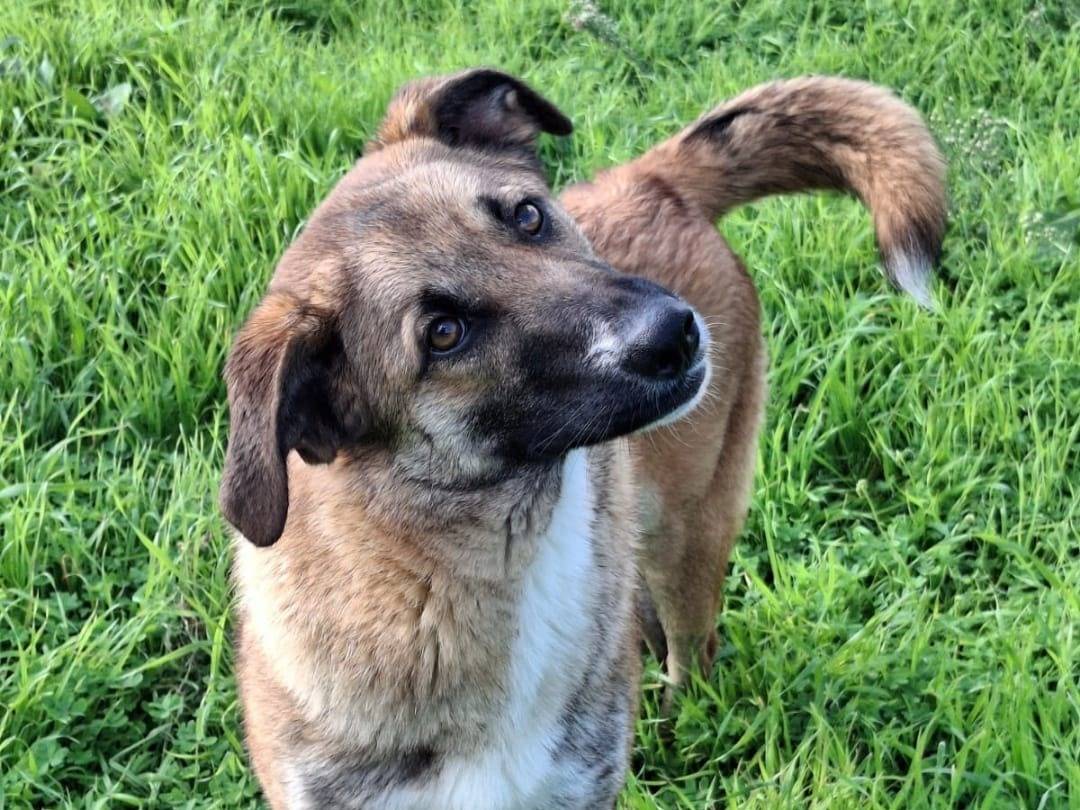 Adozione cane, femmina, Razza sconosciuta Razza sconosciuta, 9 mesi, taglia media contenuta, Crotone
