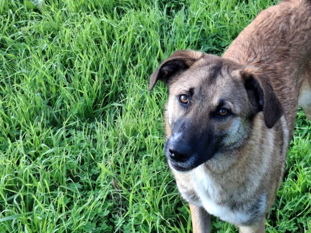 Adotta un cane, taglia media contenuta, femmina, Crotone