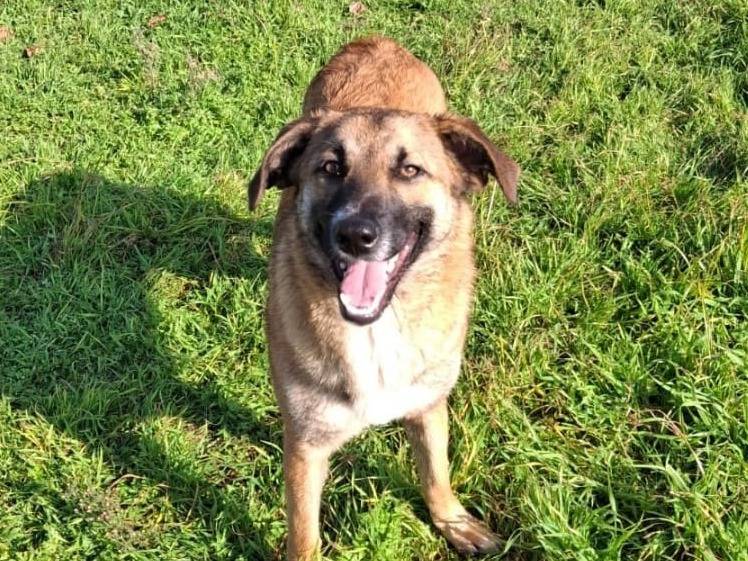 Vuoi adottare un cane a Crotone?