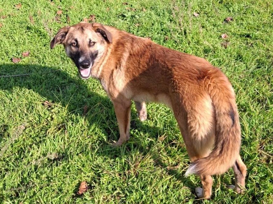 Adotta il cane Bea a Crotone