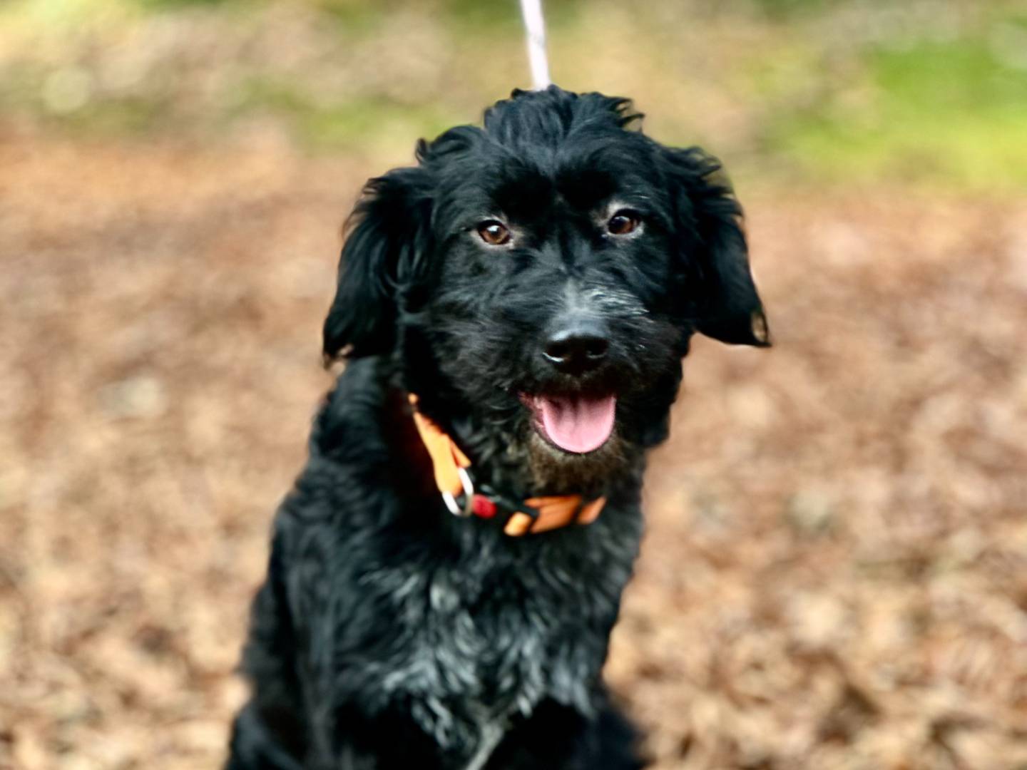 Adozione cane, maschio, Spinone Barbone, 1 anno e 7 mesi, taglia media, Torino