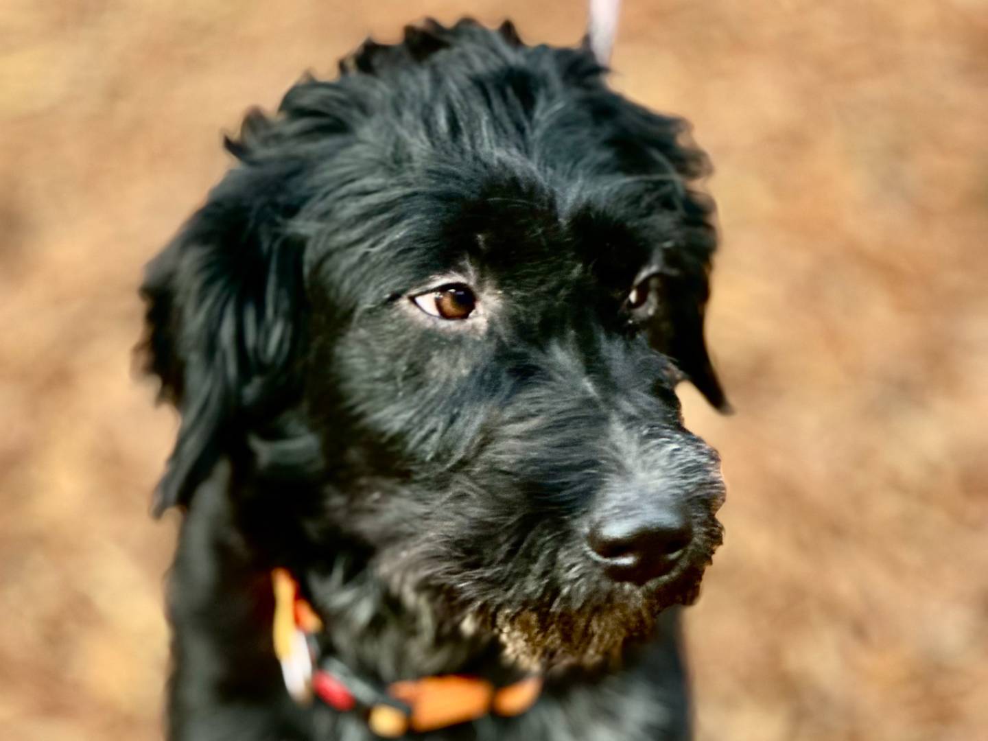 Adotta un cane, maschio, 1 anno e 7 mesi, Torino