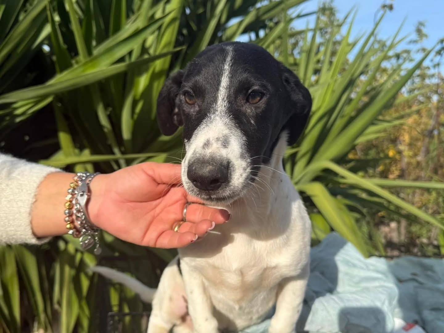 Adozione cane, maschio, Razza sconosciuta Razza sconosciuta, 4 mesi, taglia media contenuta, Torino