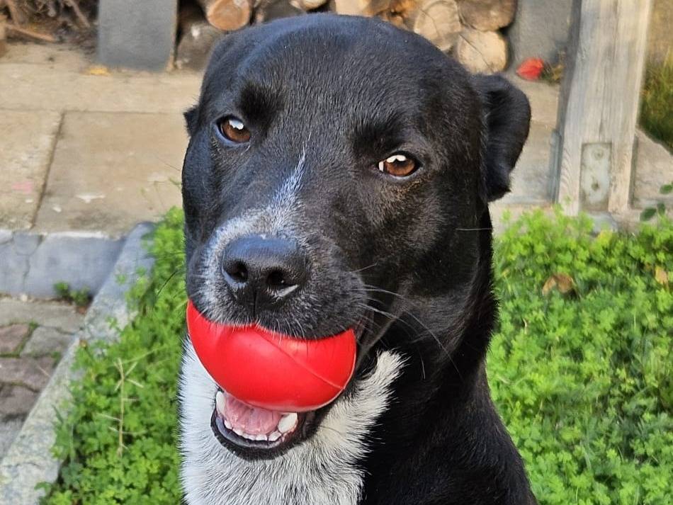 Adozione cane, maschio, Razza sconosciuta Razza sconosciuta, 10 mesi, taglia media, Milano