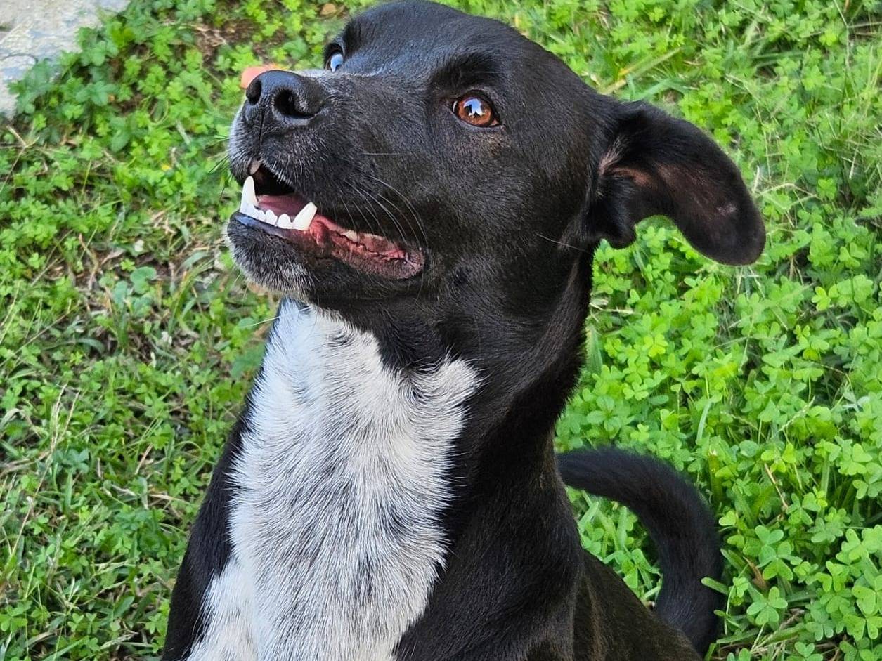 Adotta un cane, maschio, 10 mesi, Milano