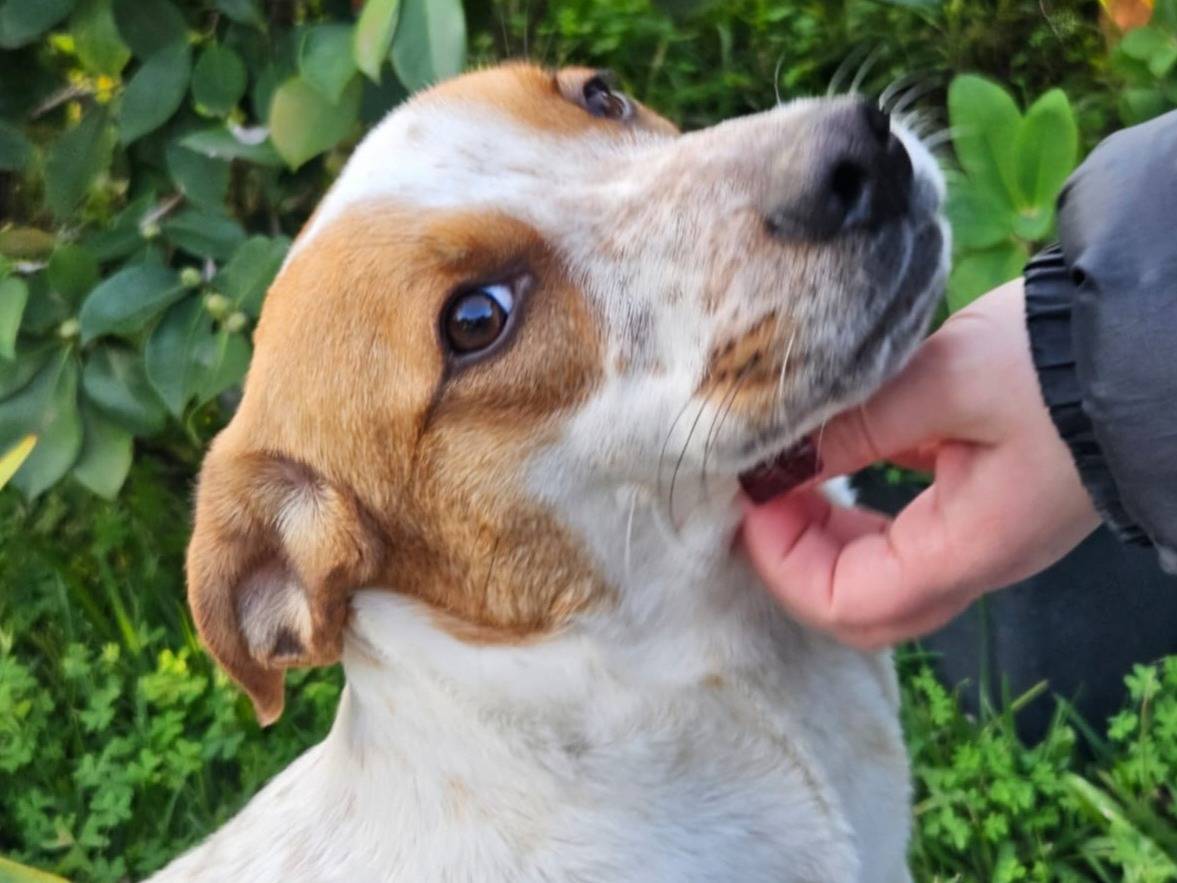 Adozione cane, maschio, Razza sconosciuta Razza sconosciuta, 10 mesi, taglia media, Milano