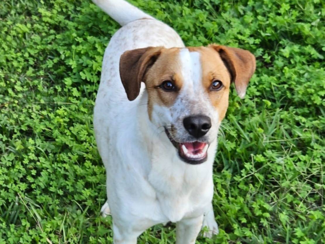 Adotta un cane, maschio, 10 mesi, Milano