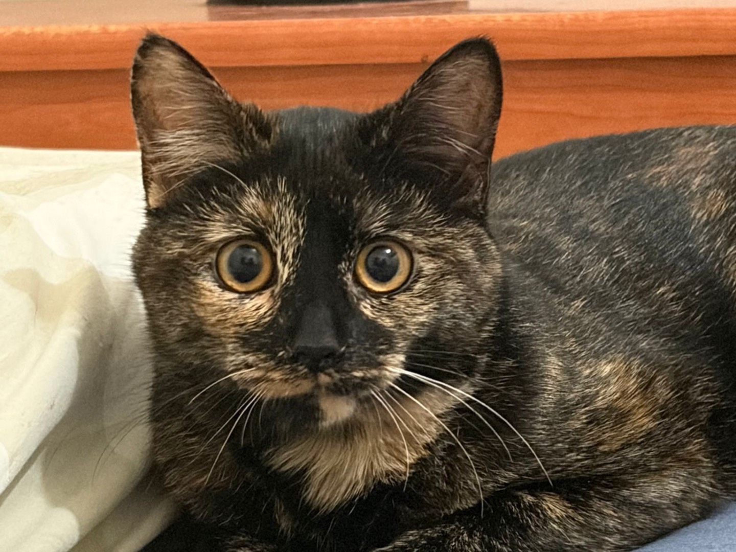 Adozione gatto, femmina, Razza sconosciuta Razza sconosciuta, 3 mesi, taglia non valida, Milano