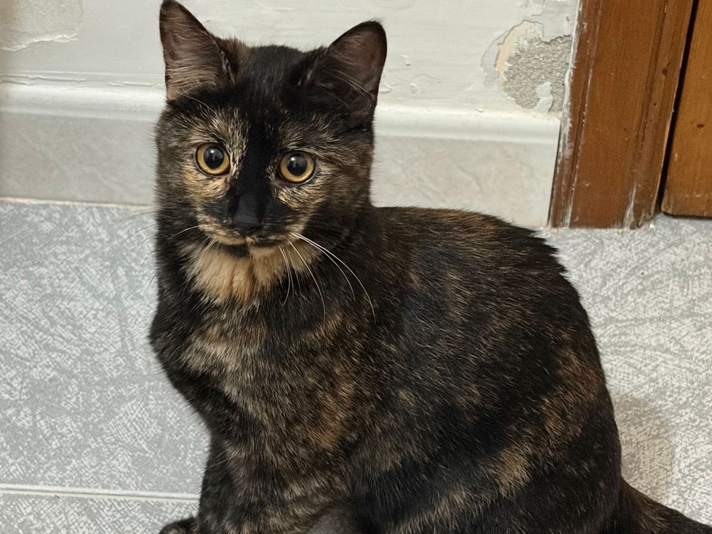 Adotta un gatto, femmina, 3 mesi, Milano