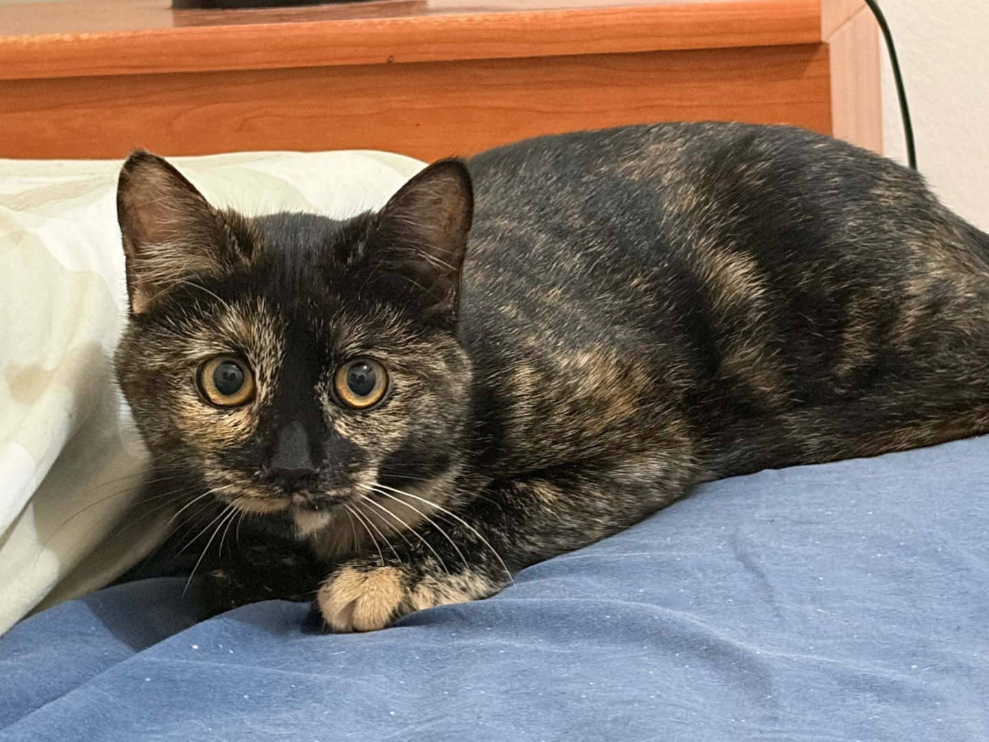 Adotta un gatto, taglia non valida, femmina, Milano