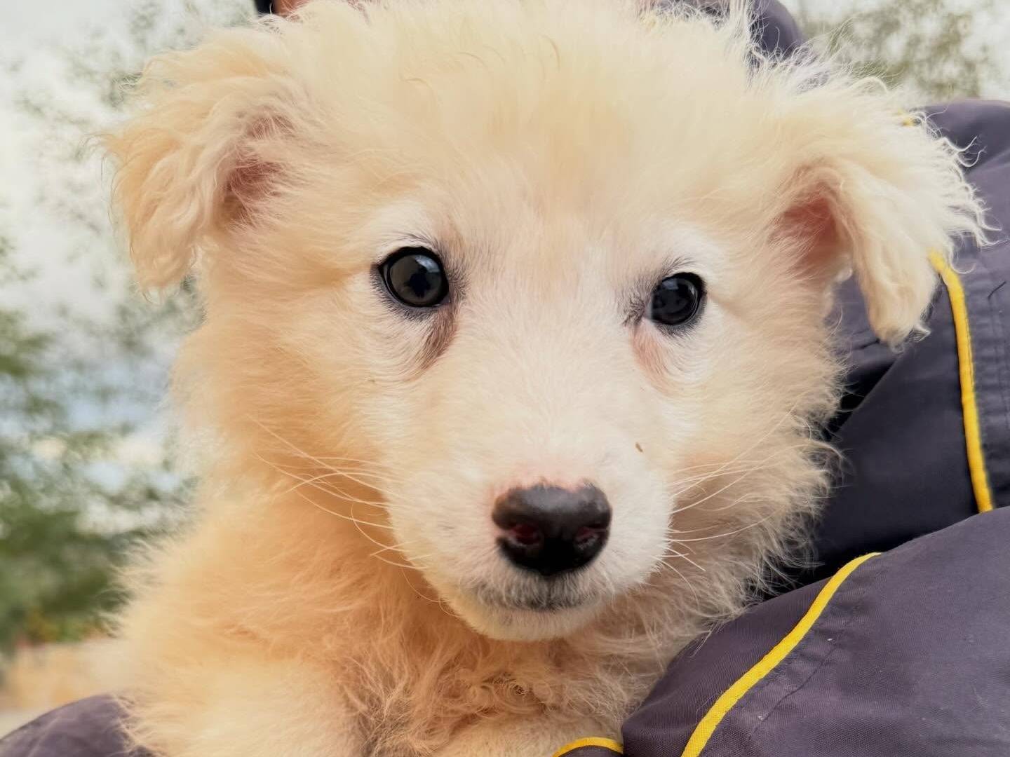 Adotta un cane, maschio, 4 mesi, Matera