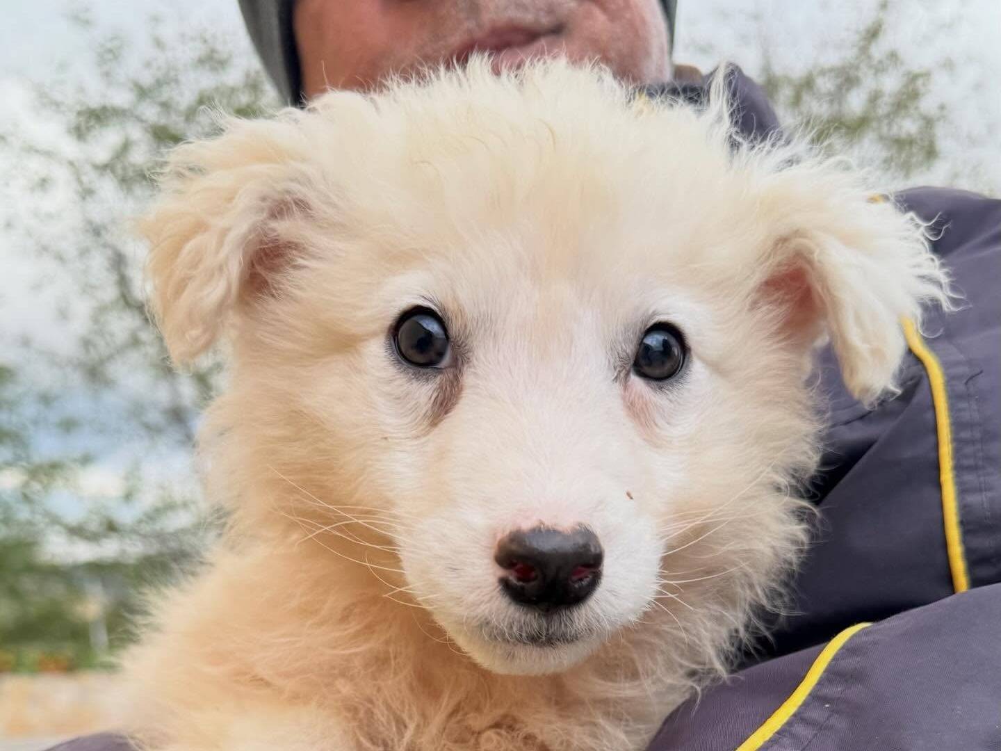 Adotta un cane, taglia grande, maschio, Matera
