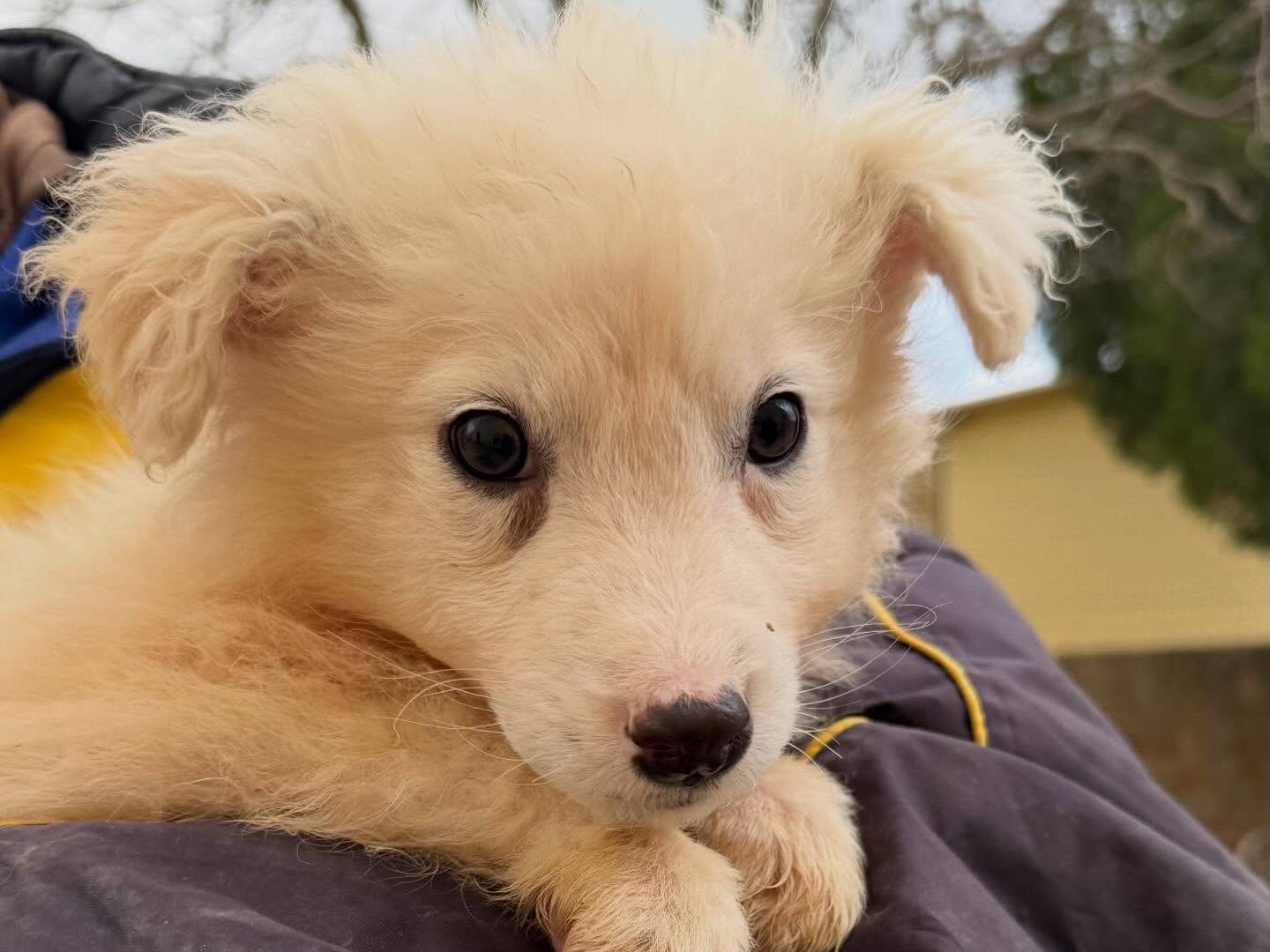 Vuoi adottare un cane a Matera?