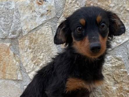 Adozione cane, maschio, Razza sconosciuta Razza sconosciuta, 3 anni e 2 mesi, taglia piccola, Matera
