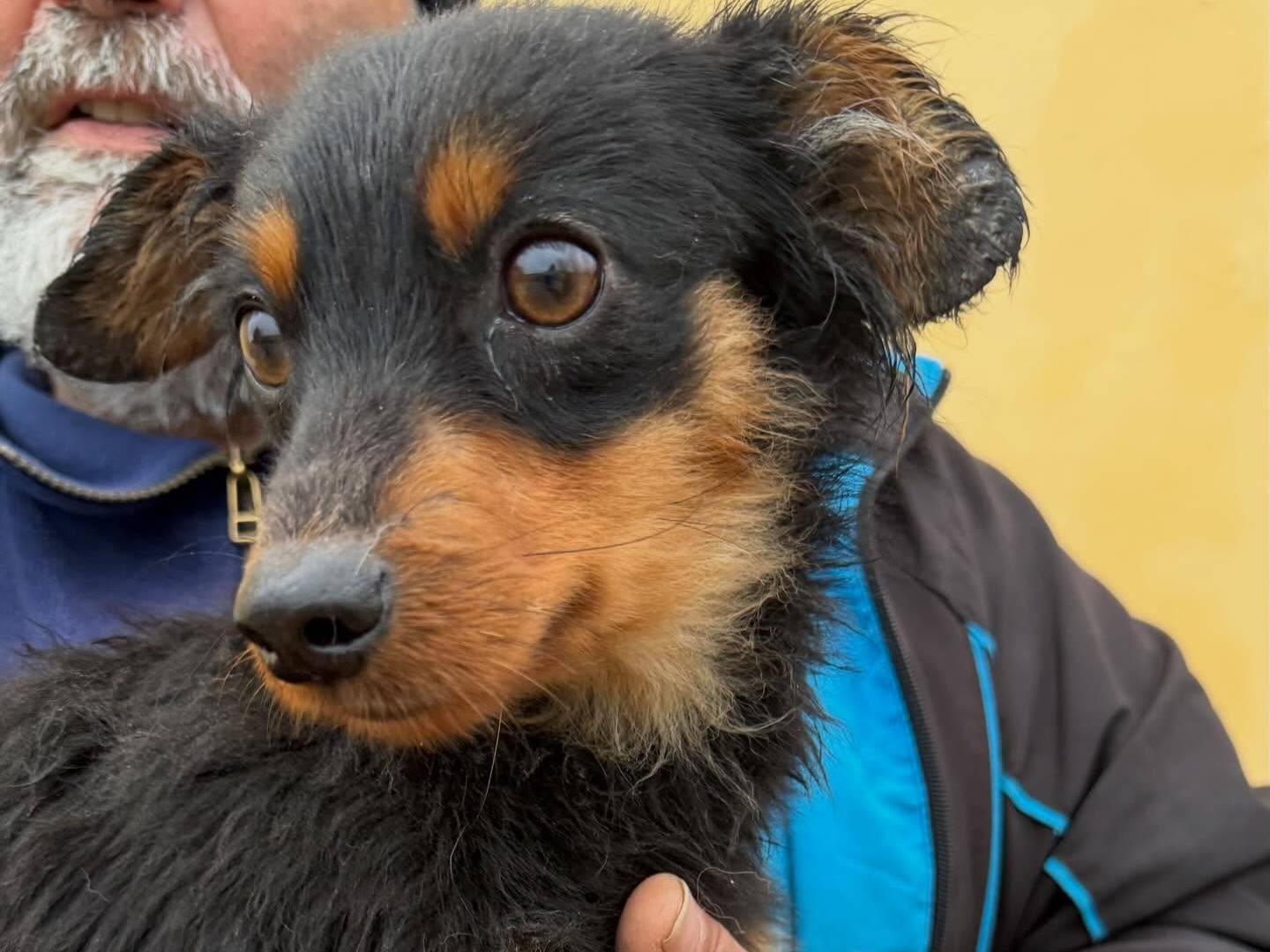 Adotta un cane, maschio, 3 anni e 2 mesi, Matera