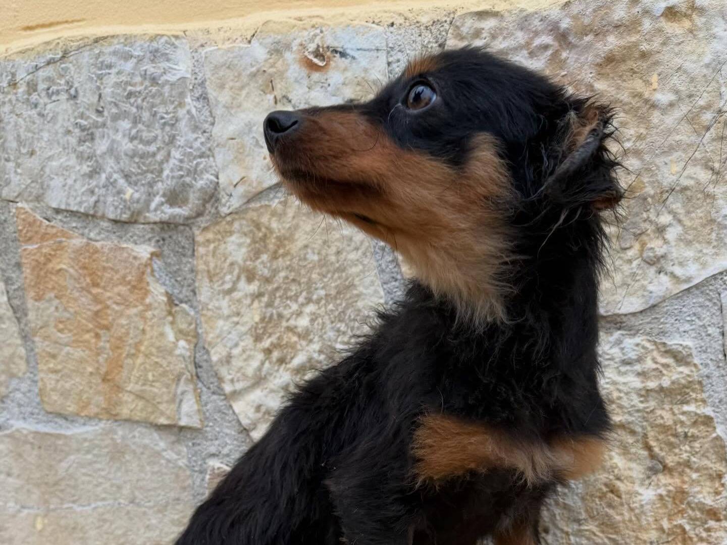 Adotta un cane, taglia piccola, maschio, Matera