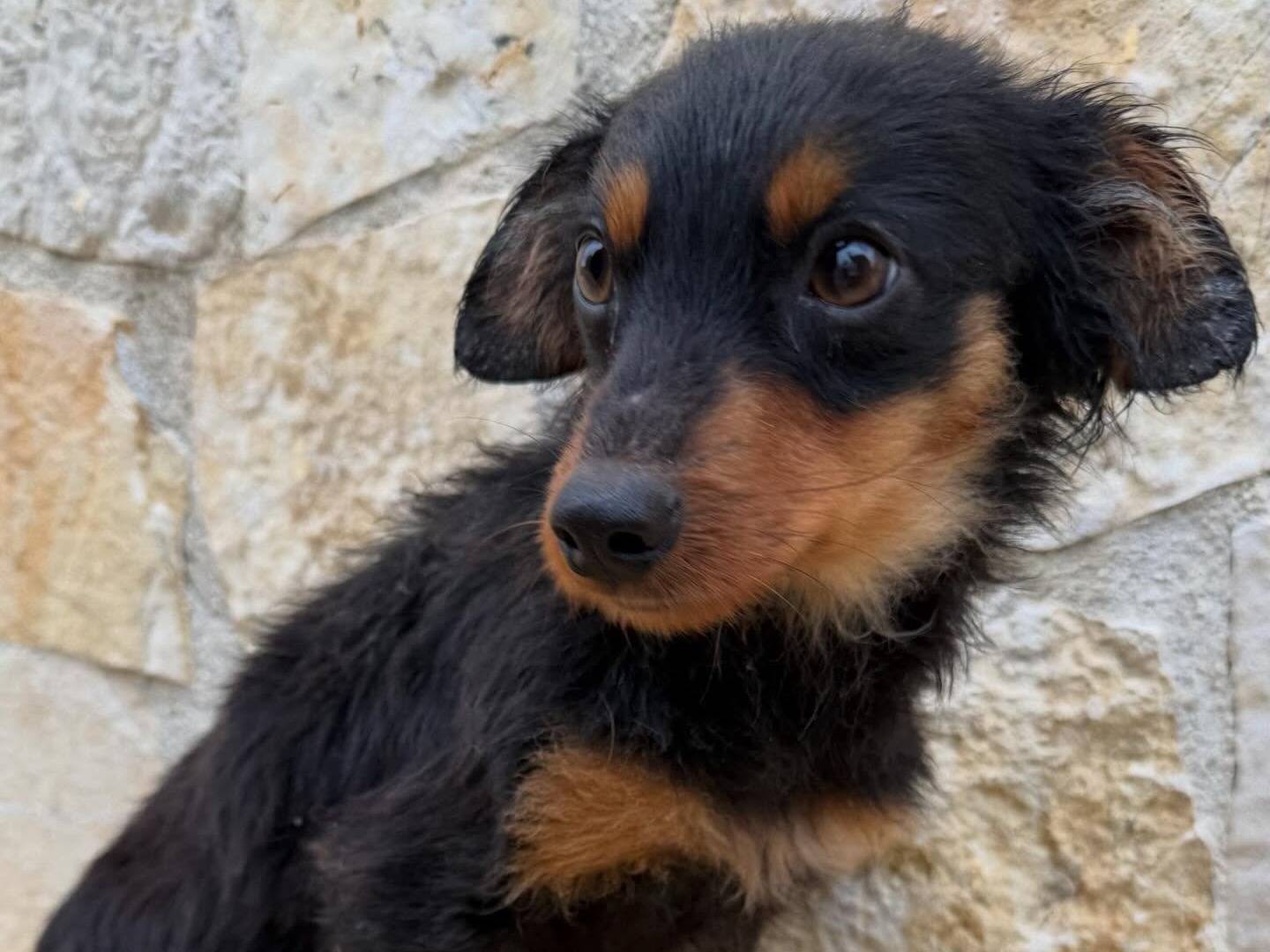 Vuoi adottare un cane a Matera?
